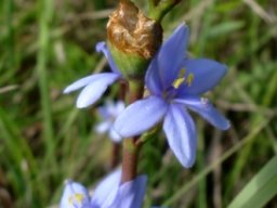 Aristea torulosa flowers with spreading petals